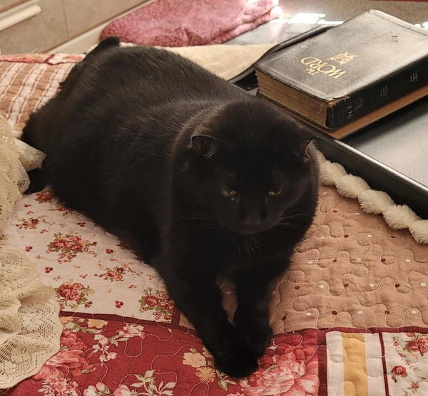 Blue Buffalo Tastefuls Adult Cat Sensitive Stomach Chicken & Brown Rice Recipe