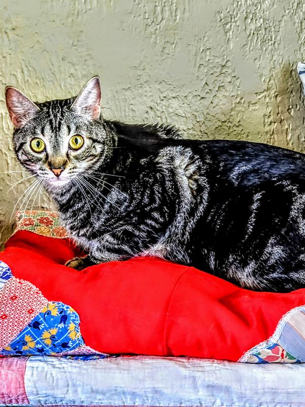 Blue Buffalo Tastefuls Adult Cat Sensitive Stomach Chicken & Brown Rice Recipe