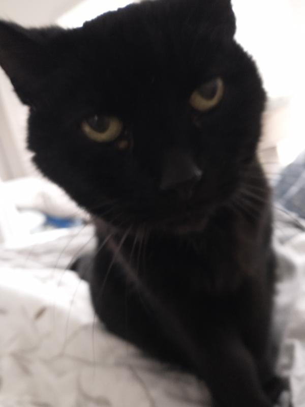 Blue Buffalo Wilderness Mature Chicken Wet Cat Food 5.5oz Cans Case