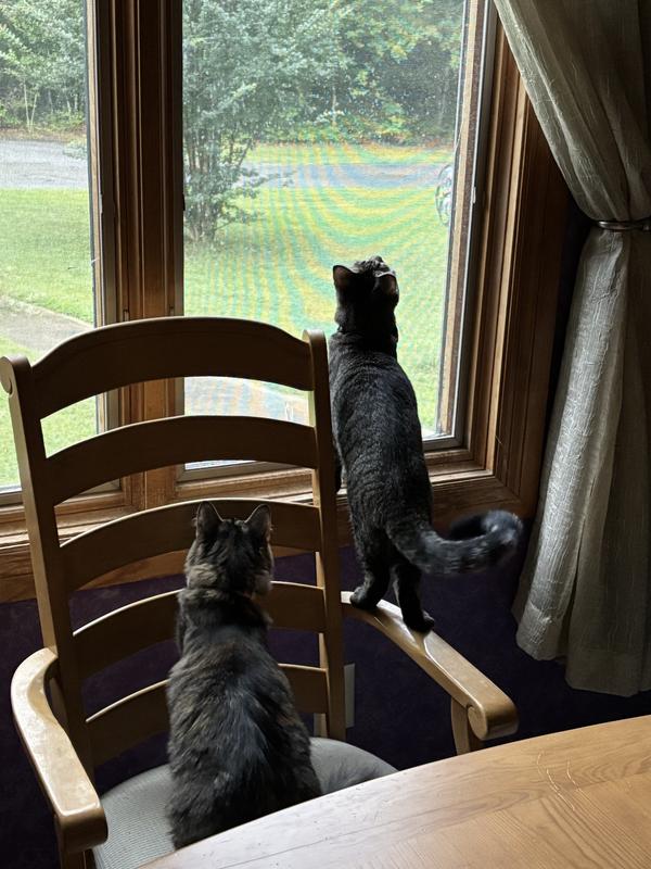 Hill's Science Diet Adult Perfect Weight Chicken Recipe Dry Cat Food for Optimal Health