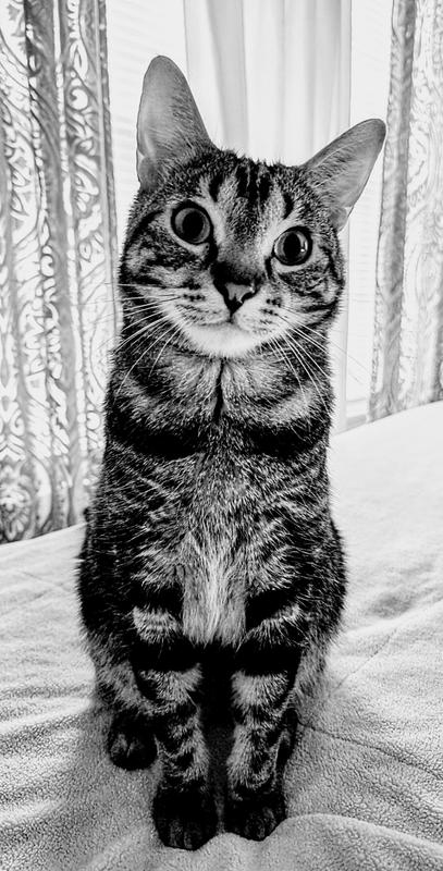 Blue Buffalo Tastefuls Adult Cat Sensitive Stomach Chicken & Brown Rice Recipe