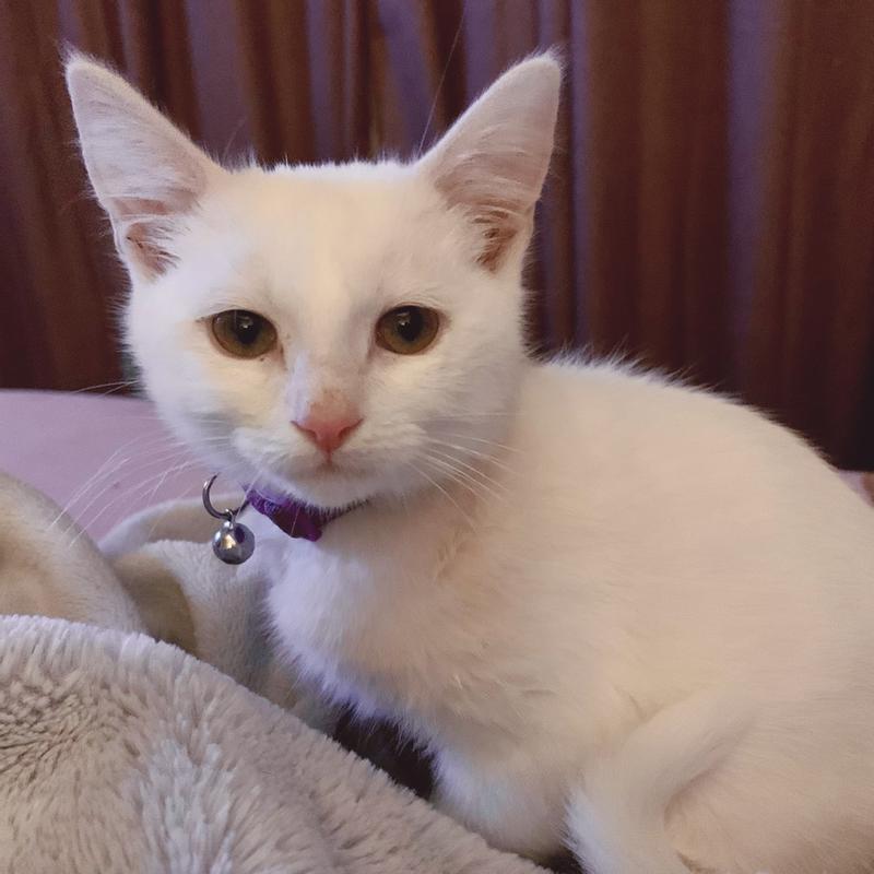 Blue Buffalo Wilderness Kitten Salmon Recipe High-Protein Wet Cat Food 3oz Case-24