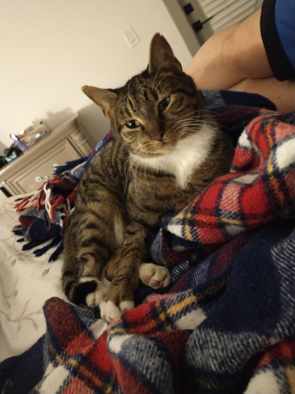 Blue Buffalo Wilderness Mature Chicken Wet Cat Food 5.5oz Cans Case