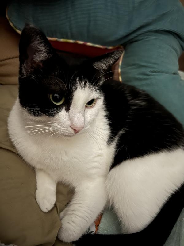 Taste of the Wild Canyon River Grain-Free Trout Salmon Dry Cat Food