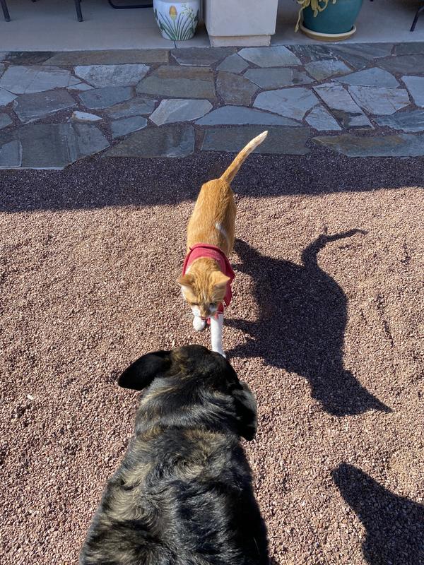 Taste of the Wild PREY Angus Beef Limited Ingredient Grain-Free Dry Cat Food