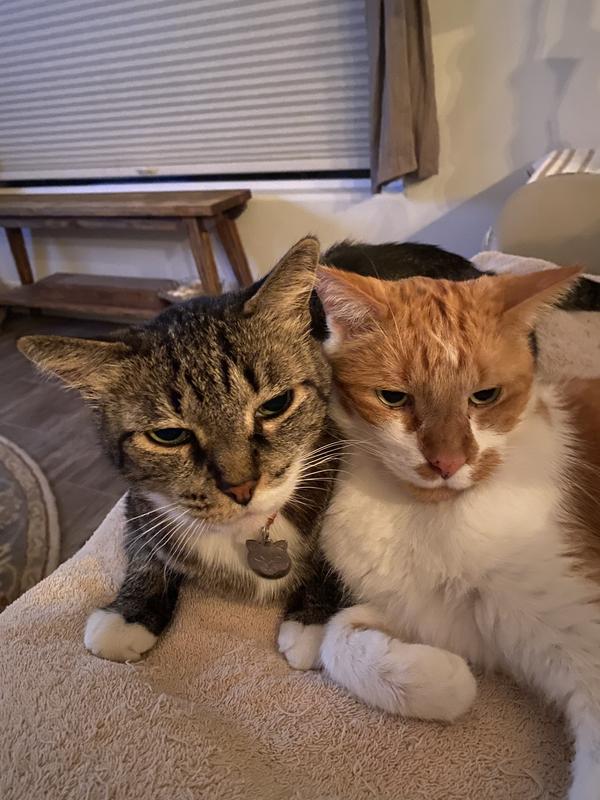 Taste of the Wild PREY Angus Beef Limited Ingredient Grain-Free Dry Cat Food