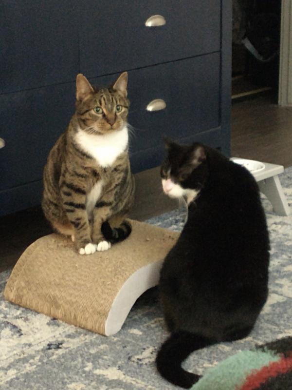 Blue Buffalo Wilderness Mature Chicken Wet Cat Food 5.5oz Cans Case