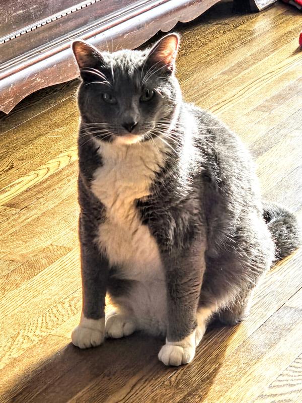 Blue Buffalo Tastefuls Adult Cat Sensitive Stomach Chicken & Brown Rice Recipe