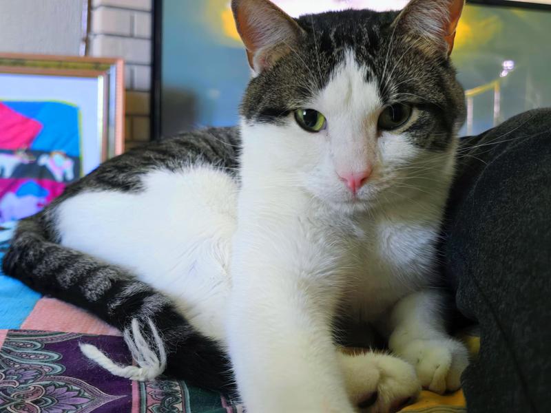 Blue Buffalo Tastefuls Adult Cat Sensitive Stomach Chicken & Brown Rice Recipe