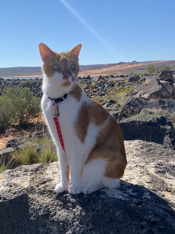 Taste of the Wild PREY Angus Beef Limited Ingredient Grain-Free Dry Cat Food