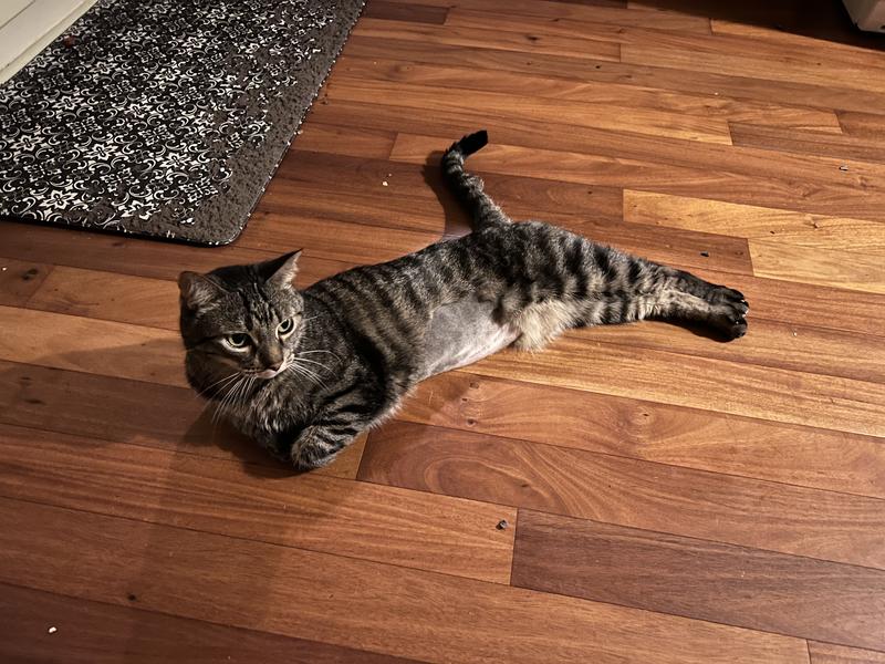 Taste of the Wild Canyon River Grain-Free Trout Salmon Dry Cat Food