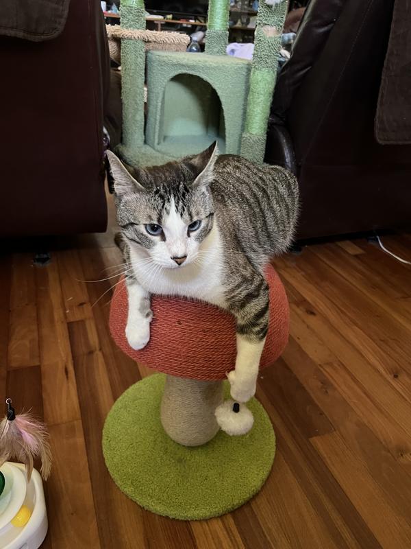 Taste of the Wild Canyon River Grain-Free Trout Salmon Dry Cat Food