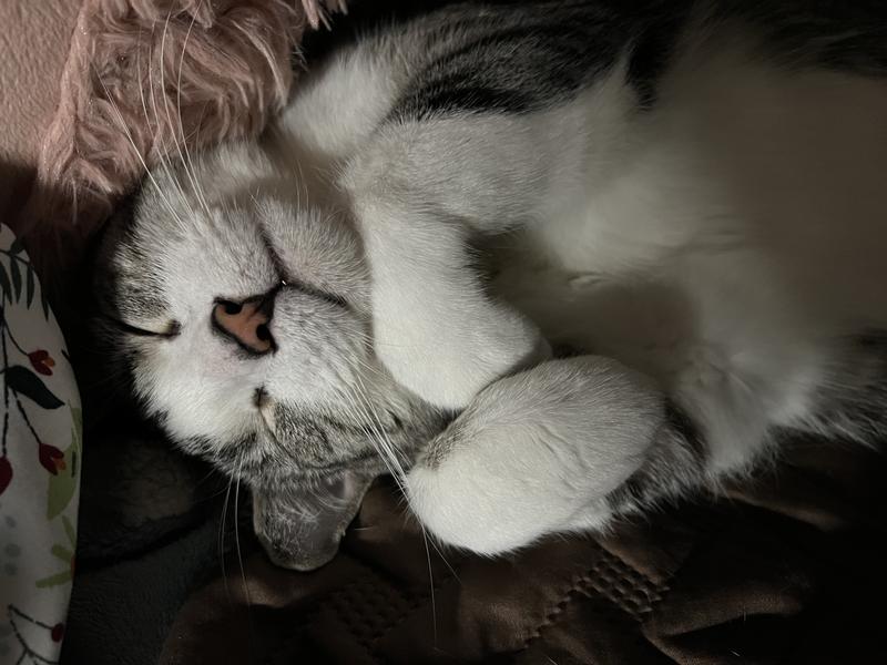 Taste of the Wild Canyon River Grain-Free Trout Salmon Dry Cat Food