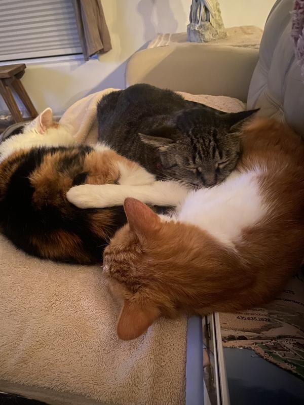 Taste of the Wild PREY Angus Beef Limited Ingredient Grain-Free Dry Cat Food