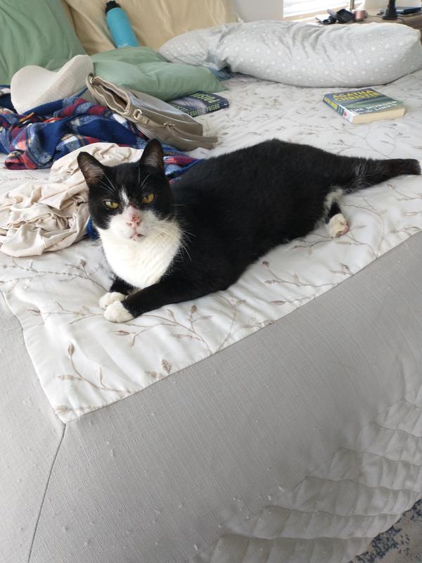 Blue Buffalo Wilderness Mature Chicken Wet Cat Food 5.5oz Cans Case