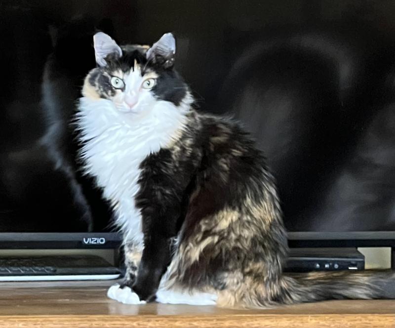 Taste of the Wild Canyon River Grain-Free Trout Salmon Dry Cat Food