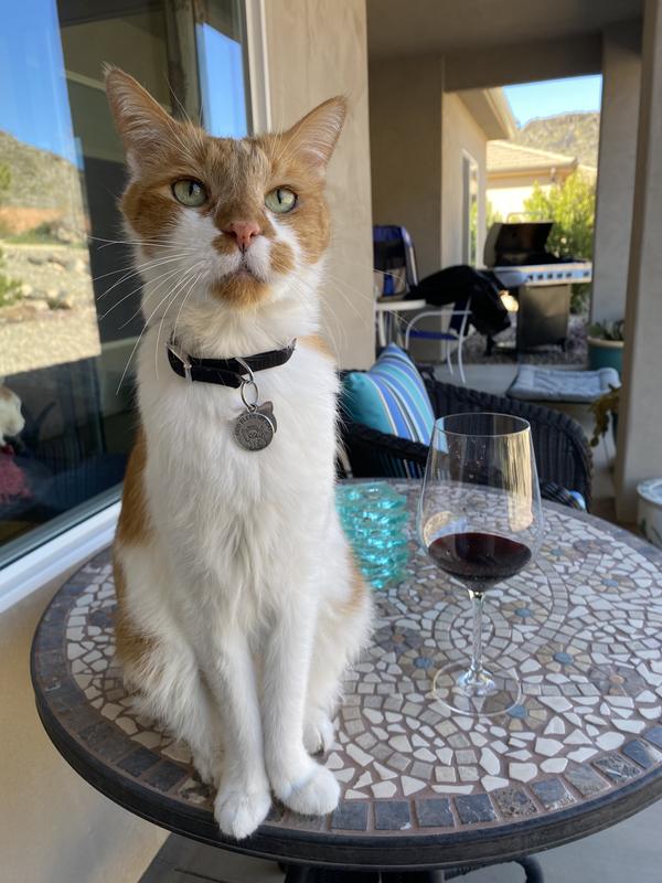 Taste of the Wild PREY Angus Beef Limited Ingredient Grain-Free Dry Cat Food