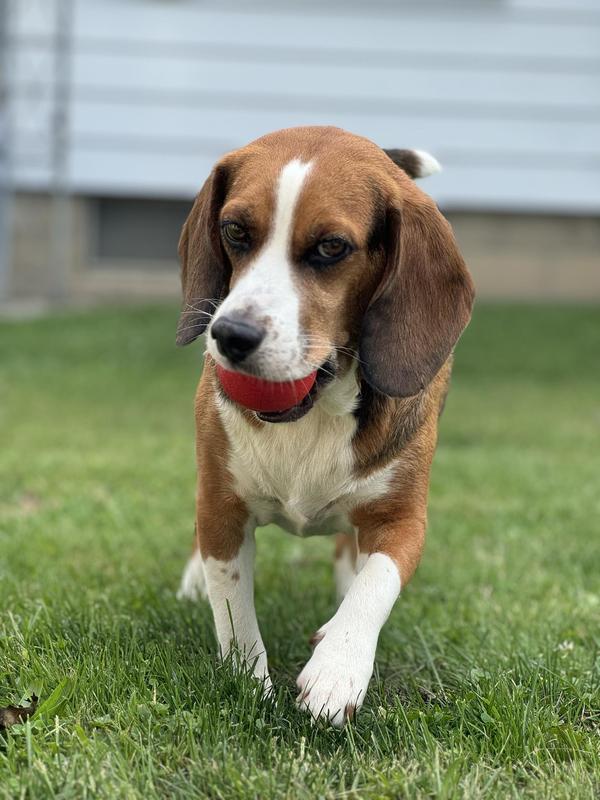 Taste of the Wild Canyon River Feline Recipe: Trout Salmon Wet Cat Food