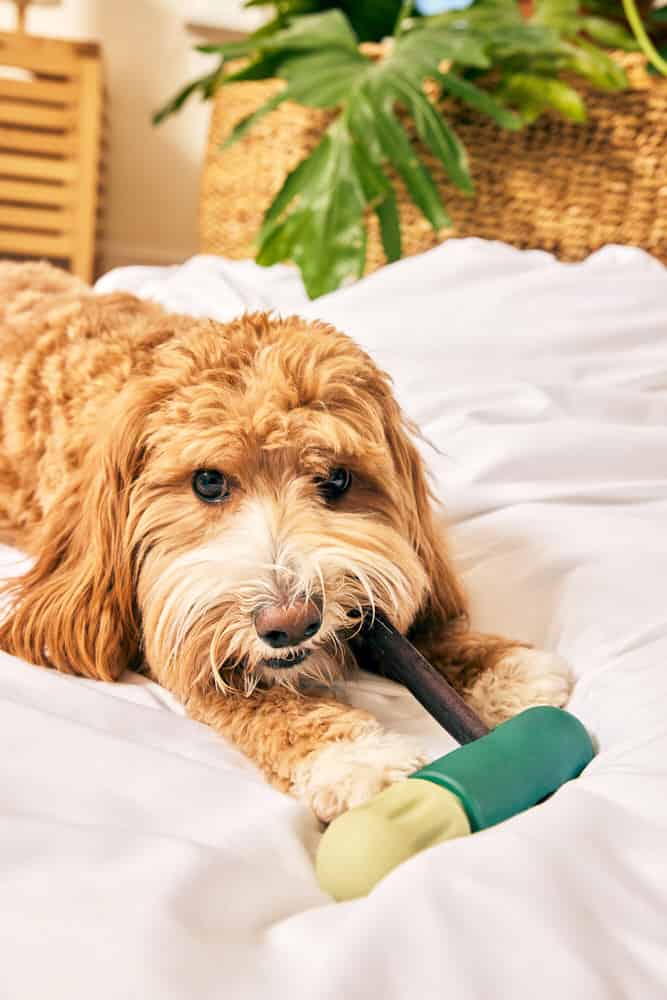 Woof BullySafe Durable Dog Chew Holder: Secure Bully Stick & Collagen Treat for Safer Playtime