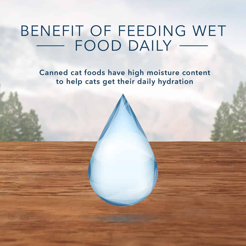 Blue Buffalo Wilderness Kitten Salmon Recipe High-Protein Wet Cat Food 3oz Case-24